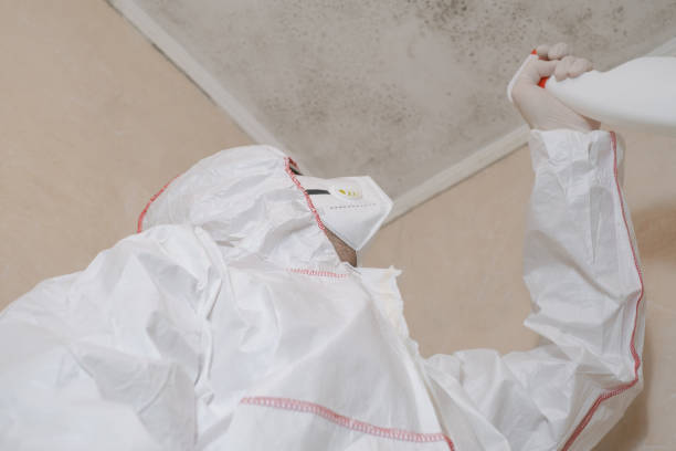 Best Basement Mold Remediation in Bonnie Brae, IL