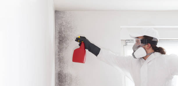 Best Industrial Mold Remediation in Bonnie Brae, IL