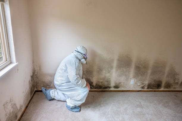 Best Kitchen Mold Remediation in Bonnie Brae, IL