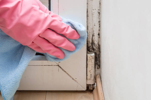 Best HVAC Mold Remediation in Bonnie Brae, IL